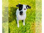 Beagle-Pointer Mix DOG FOR ADOPTION RGADN-1190192 - Cane - English Pointer /