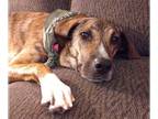 Australian Shepherd-Catahoula Leopard Dog Mix DOG FOR ADOPTION RGADN-1190201 -