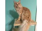 Adopt Peachy Montague (GD) a Domestic Long Hair, Norwegian Forest Cat