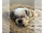 Shih Tzu Mix DOG FOR ADOPTION RGADN-1190214 - Yuki - Shih Tzu / Mixed Dog For