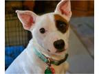 Jack Russell Terrier Mix DOG FOR ADOPTION RGADN-1190215 - Melo - Jack Russell