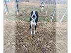 Pointer Mix DOG FOR ADOPTION RGADN-1190218 - Houdini - Pointer / Mixed Dog For