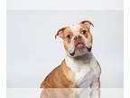 American Pit Bull Terrier Mix DOG FOR ADOPTION RGADN-1190223 - Churro - Pit Bull