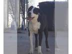 Labrador Retriever Mix DOG FOR ADOPTION RGADN-1190235 - Poppy - Labrador