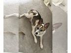 Jack Chi DOG FOR ADOPTION RGADN-1190239 - Julia - Jack Russell Terrier /
