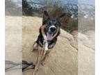 Australian Cattle Dog-German Shepherd Dog Mix DOG FOR ADOPTION RGADN-1190252 -