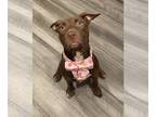 Chocolate Labrador retriever Mix DOG FOR ADOPTION RGADN-1190254 - Pepper -