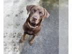 Labrador Retriever Mix DOG FOR ADOPTION RGADN-1190257 - Cooper Duke - Labrador