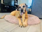 Adopt Mardi a Hound