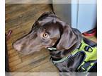 Labrador Retriever DOG FOR ADOPTION RGADN-1190285 - Patricia - Labrador
