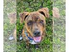 American Staffordshire Terrier Mix DOG FOR ADOPTION RGADN-1190294 - Baxter -