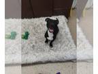 American Pit Bull Terrier Mix DOG FOR ADOPTION RGADN-1190298 - Stormy - Pit Bull