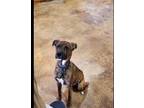 Adopt Pauly a Mountain Cur