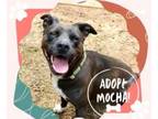 Adopt Mocha a American Staffordshire Terrier