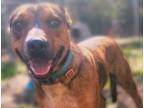 Adopt Dale a Mixed Breed