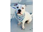 Adopt Hank a American Staffordshire Terrier, Pit Bull Terrier