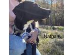 Adopt Nathan a Pointer, Black Labrador Retriever