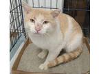 Adopt Rowdy a Domestic Short Hair