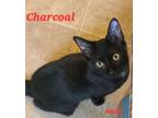 Adopt Charcoal a Domestic Short Hair