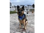 Adopt Bruno a German Shepherd Dog