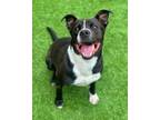 Adopt Charles A046693 a Staffordshire Bull Terrier