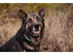 Adopt Scout a German Shepherd Dog