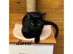 Adopt Larri (Looking for quiet home with another feline to pal with) a Domestic