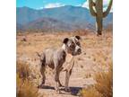 Adopt Bosco/ Gary a Pit Bull Terrier