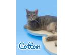 Adopt Cotton a Domestic Short Hair