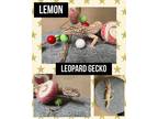 Adopt LEMON a Gecko