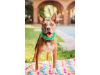 Adopt ROCCO a American Staffordshire Terrier