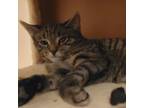 Adopt Gram a Tabby