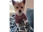 Adopt DIO a Yorkshire Terrier