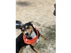 Adopt Chase a Mountain Dog, Mixed Breed