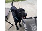 Adopt Shadow a Labrador Retriever, German Shepherd Dog