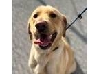 Adopt Tucker a Golden Retriever, Labrador Retriever