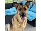 Adopt Lobo a German Shepherd Dog