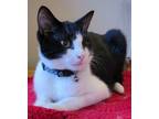 Adopt Pepper a Domestic Short Hair