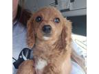 Adopt Spencer a Cavalier King Charles Spaniel, Poodle