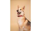 Adopt Rex a German Shepherd Dog, Husky