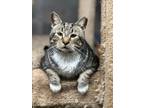 Adopt Bullseye a American Shorthair