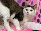 Adopt Bocephus a Domestic Short Hair