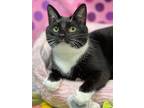 Adopt Moglie a Tuxedo