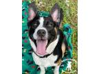 Adopt Rosco a Australian Shepherd, Australian Cattle Dog / Blue Heeler