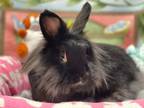 Adopt Kanin a Lionhead