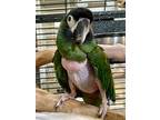 Adopt Grack a Macaw
