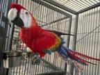 Adopt Paco a Macaw