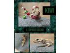 Adopt KIWI a Gecko