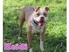 Adopt HEIDI a Boxer, American Staffordshire Terrier