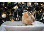 Adopt Nox a Bunny Rabbit